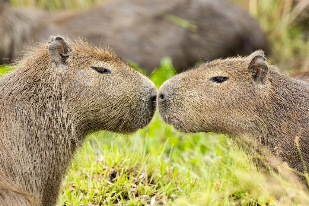 The Pantanal is one of the best places on Earth to spot the adorable capybara