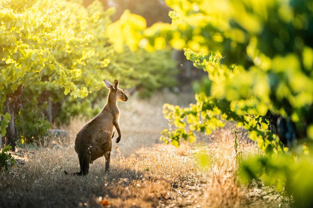 Explore the Hunter Valley