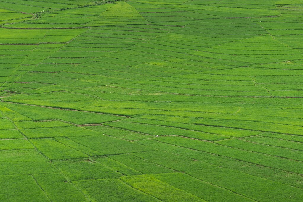 Visit Spider Web Rice Terrace