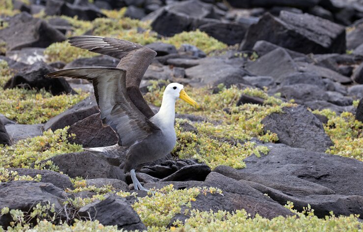Waved Albatross