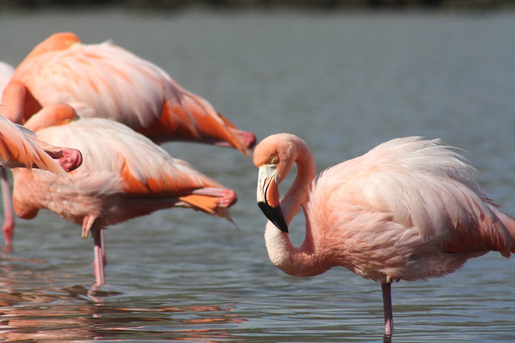 Breeding Center & Wetlands of Isabela Island