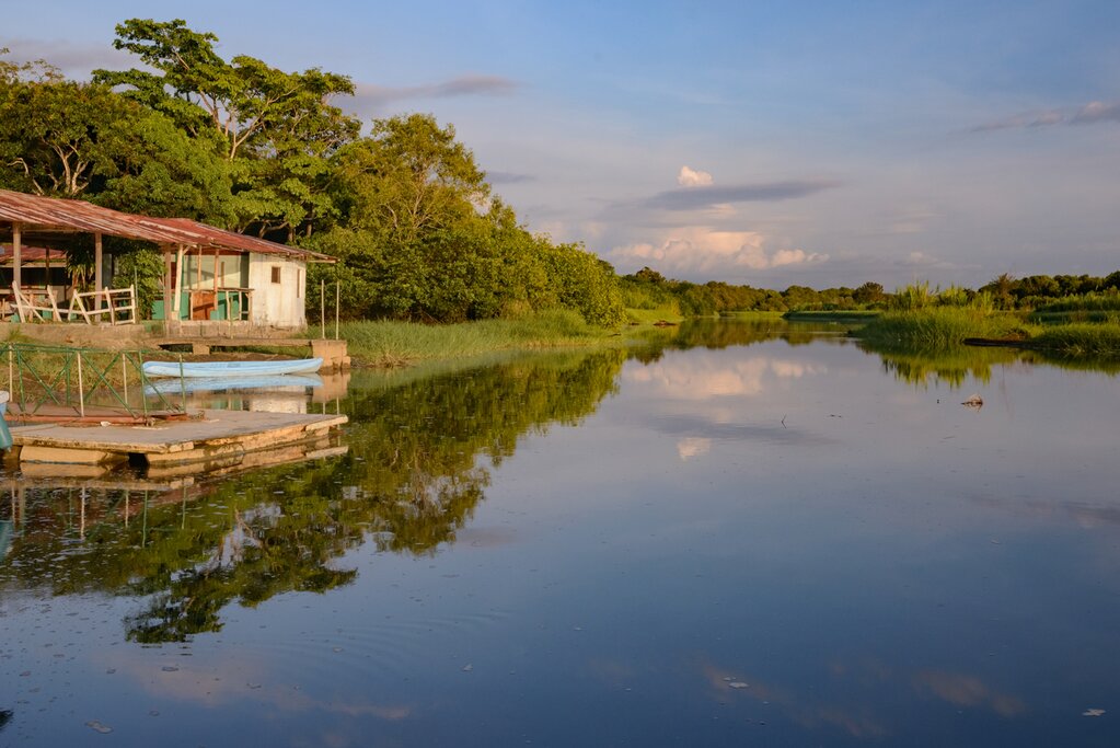 Damas Island mangrove area