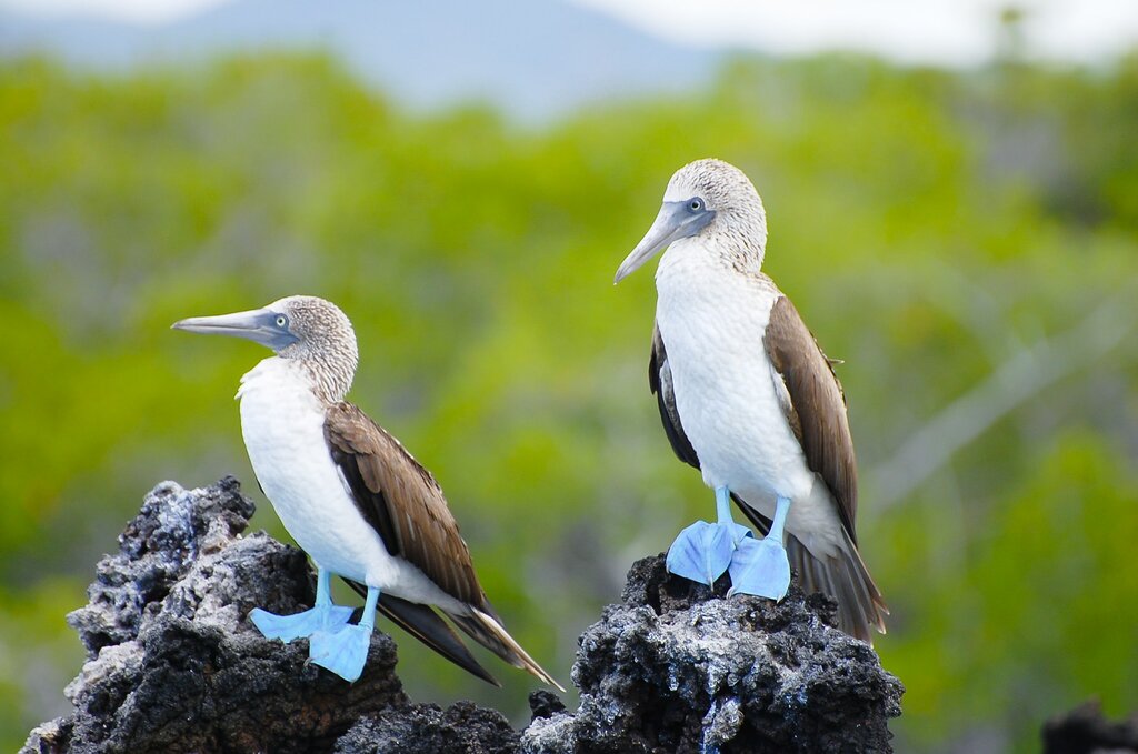 Blue-footed boobies Galapagos