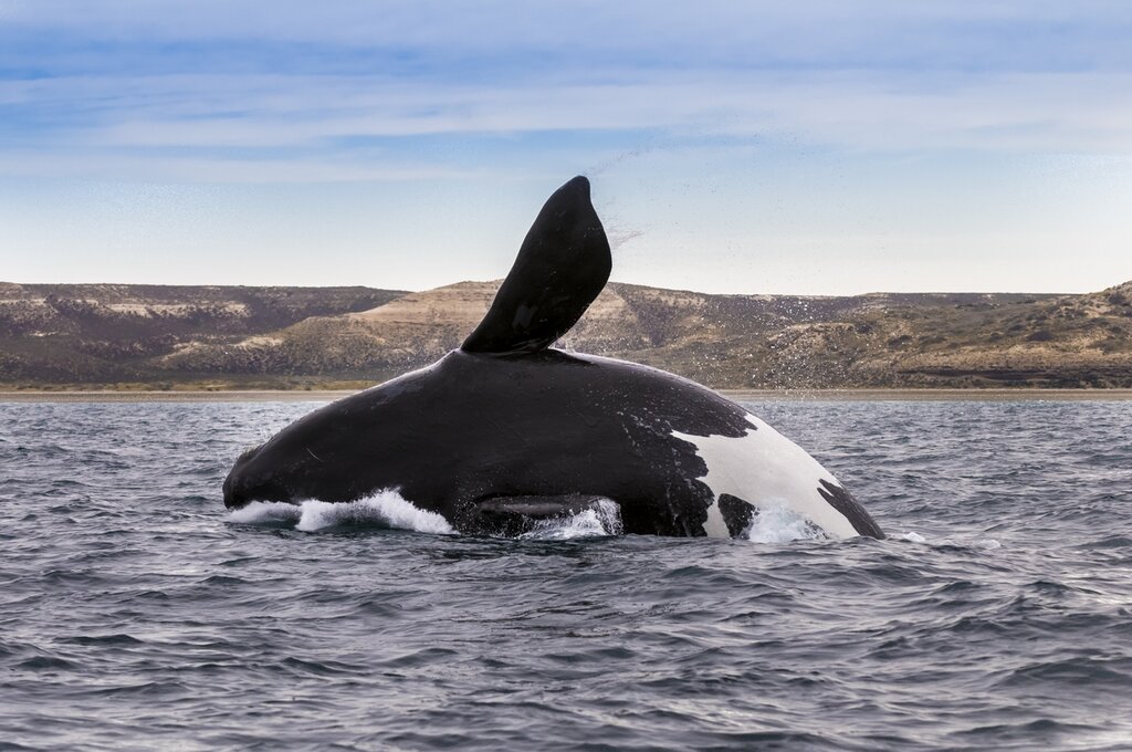 Whale breaching near Puerto Madryn