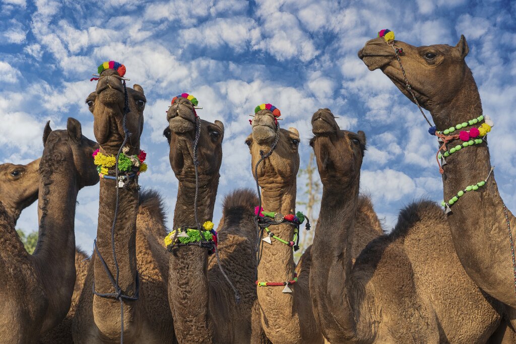 Pushkar Lake