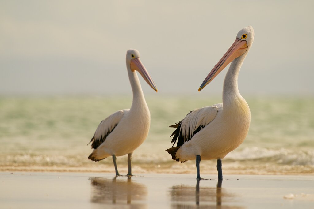 Australian pelican