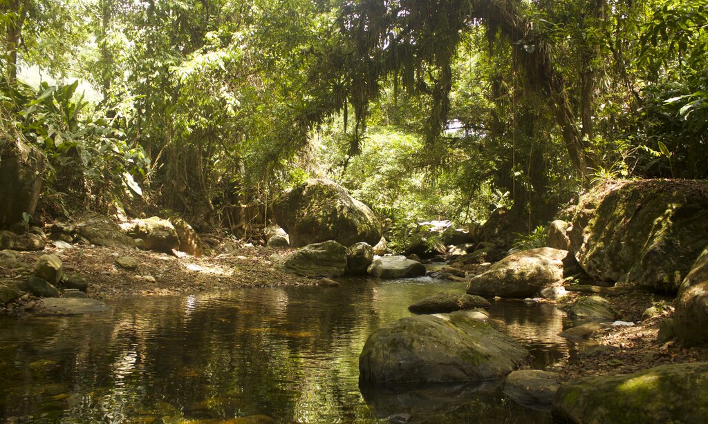 A river deep in the jungle