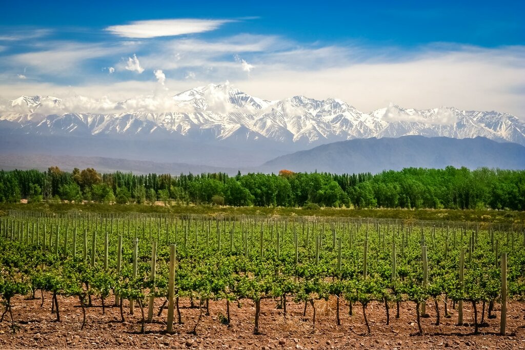 View of the Andes and vineyards near Mendoza