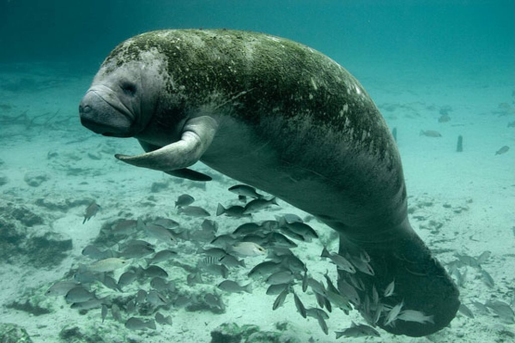 Caye Caulker Manatee Experience