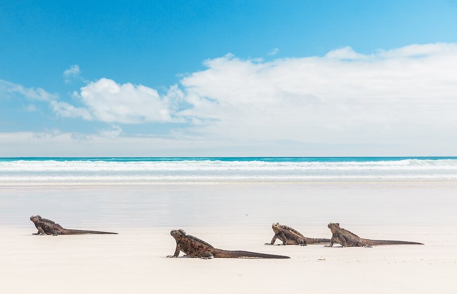 Marine iguanas at Tortuga Bay