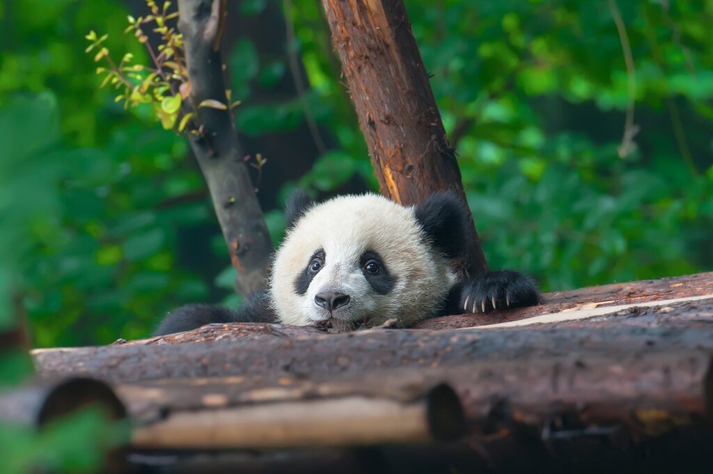 Chengdu Giant Panda Breeding and Reseqarch Center