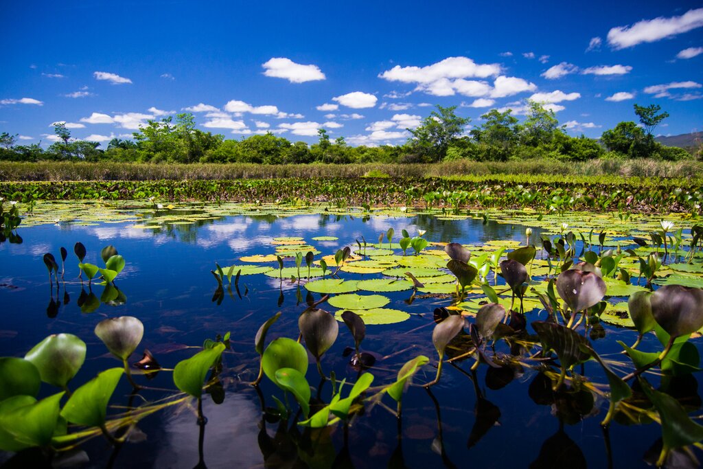 Boat tour of the Pantanal