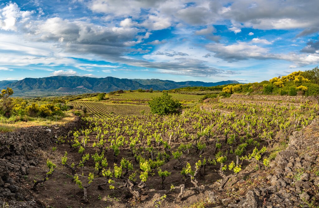 Grape vines grow in Mount Etna's volcanic rich soils