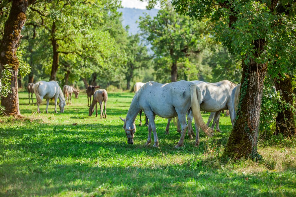 Lipica Stud Farm