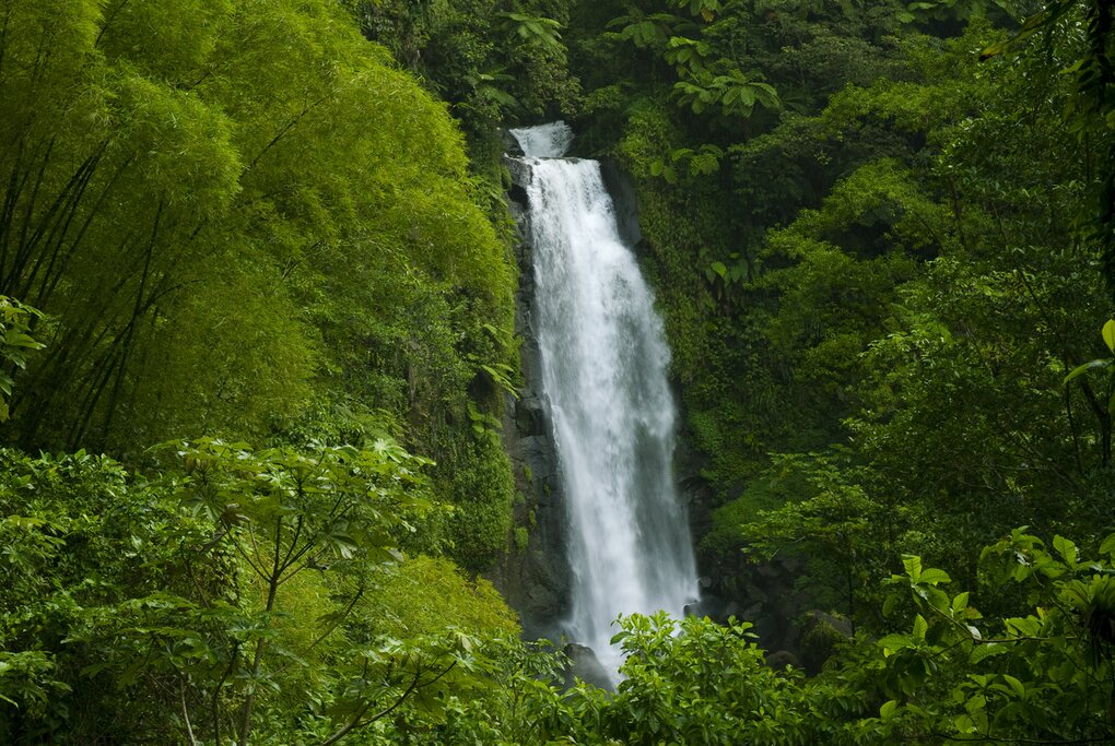jungle trek