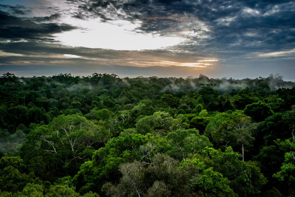 View of the Amazon rainforest near Manaus, Brazil