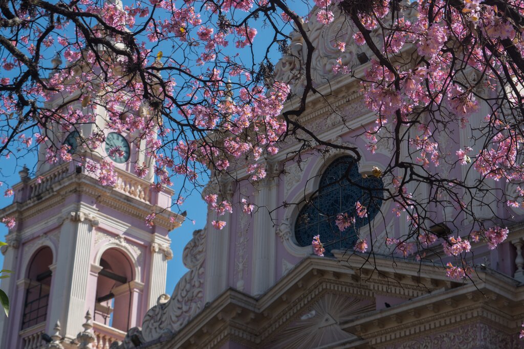 Pink flowers bloom in front of Catedral Basílica de Salta