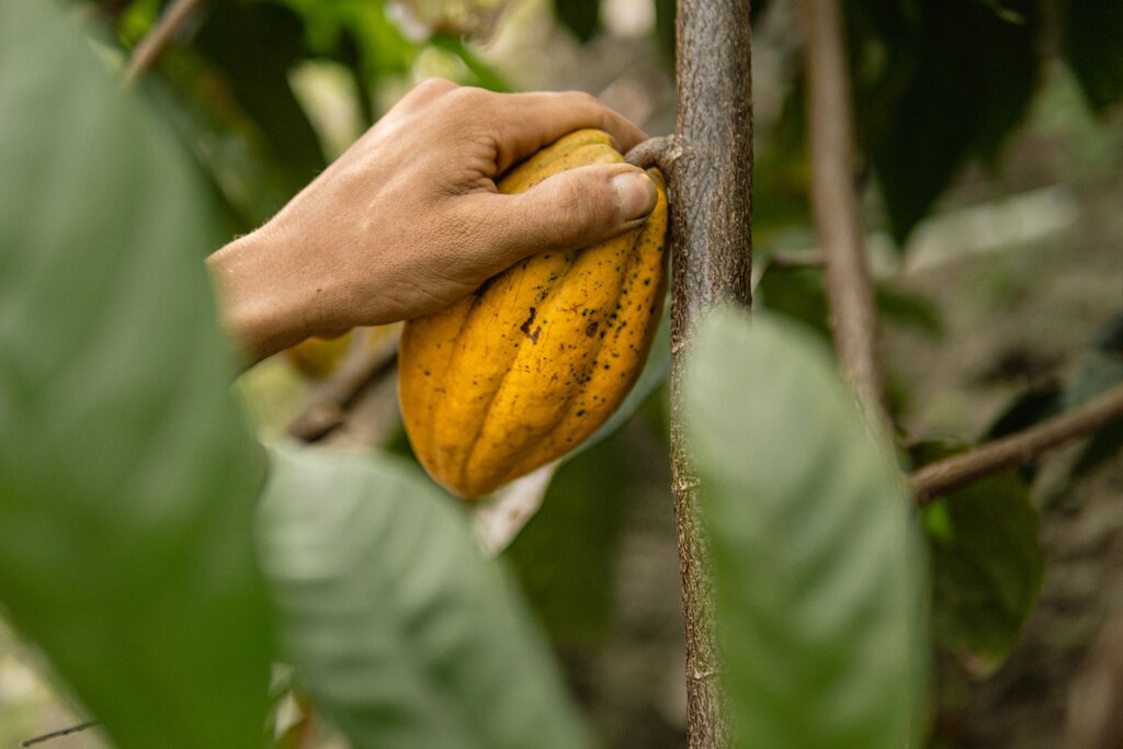 Cacao Tour (Hacienda Bambusa)