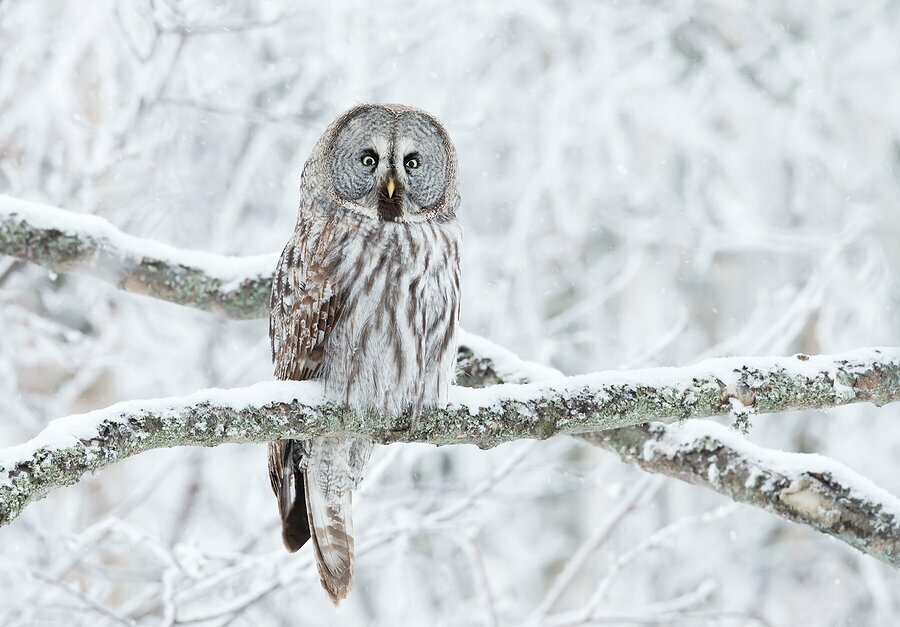 The great grey owl