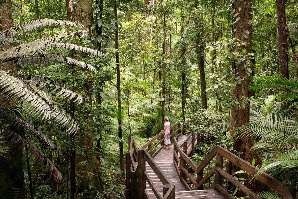 Daintree, Cape Trib & Bloomfield Day Tour