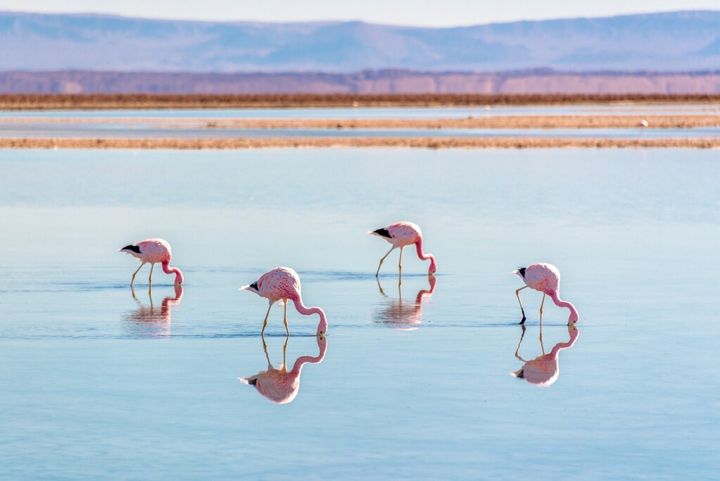 Chaxa Lagoon