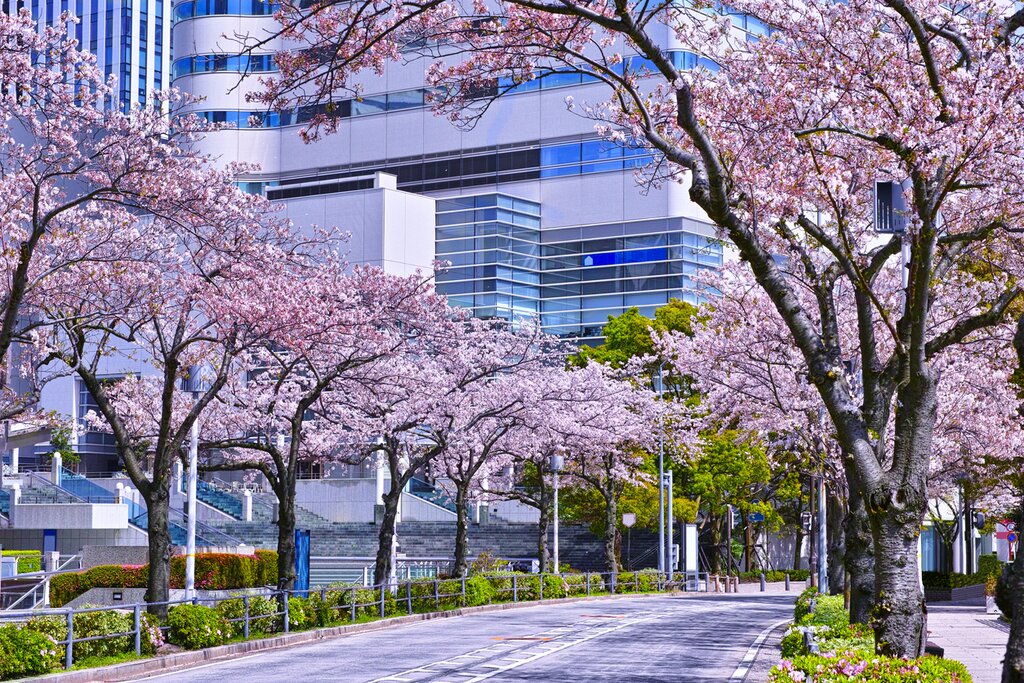 Sakura Street in the Minato Mirai district of Yokohama