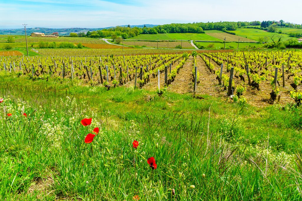 The vineyards in Beaujolais