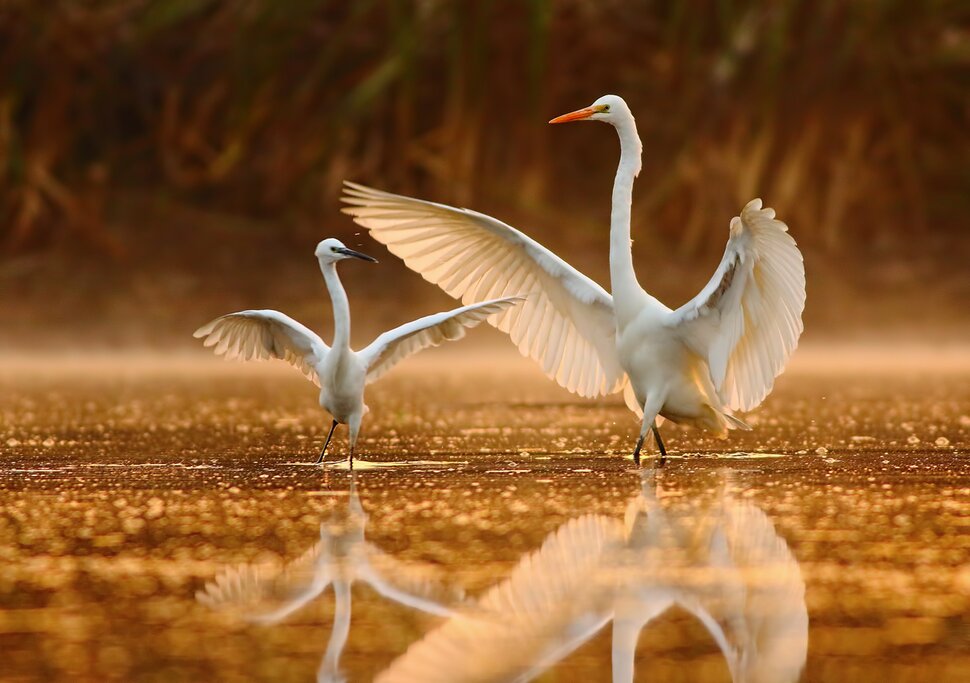 Morning visit Bharatpur Bird Santuary