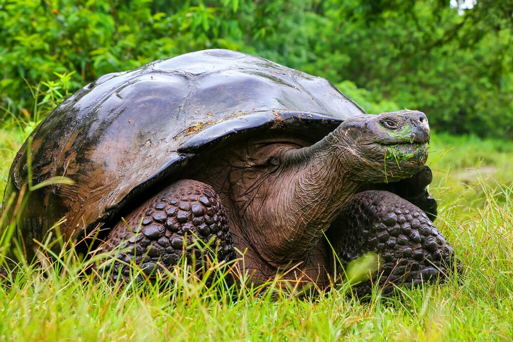 Giant Tortoise of the Galapagos