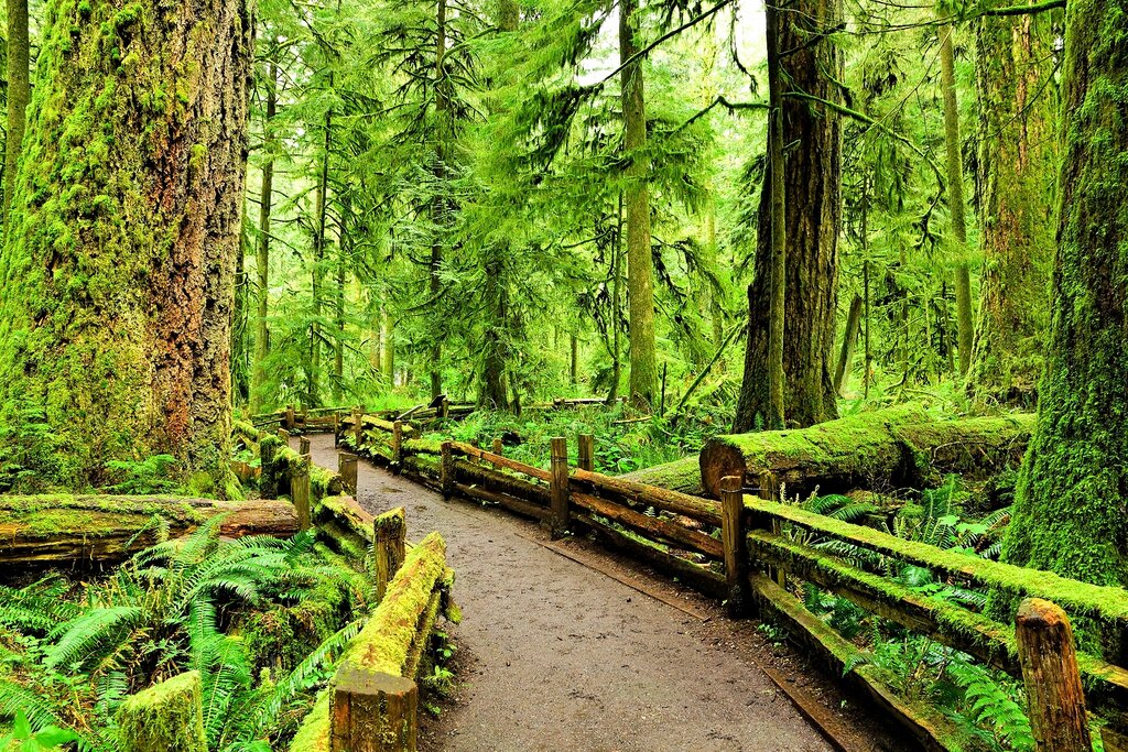 Drive east through the old growth Cathedral Forest
