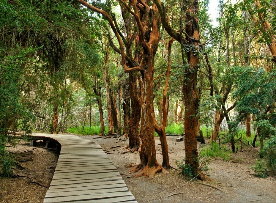 Explore tree-lined pathways in Bariloche's Llao Llao Park