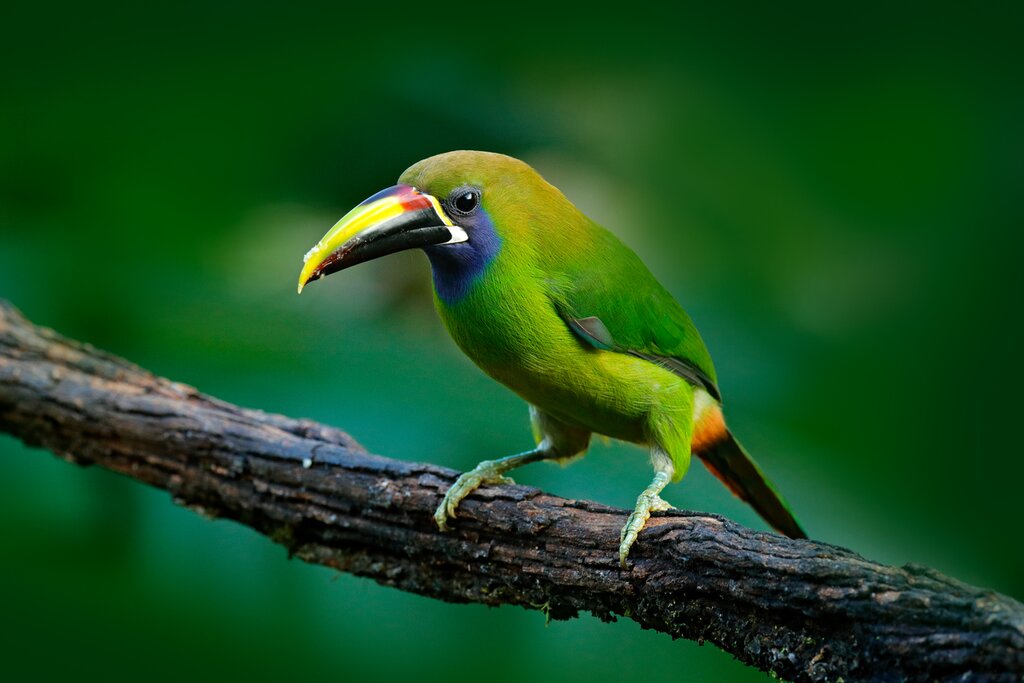 A blue throated toucanet