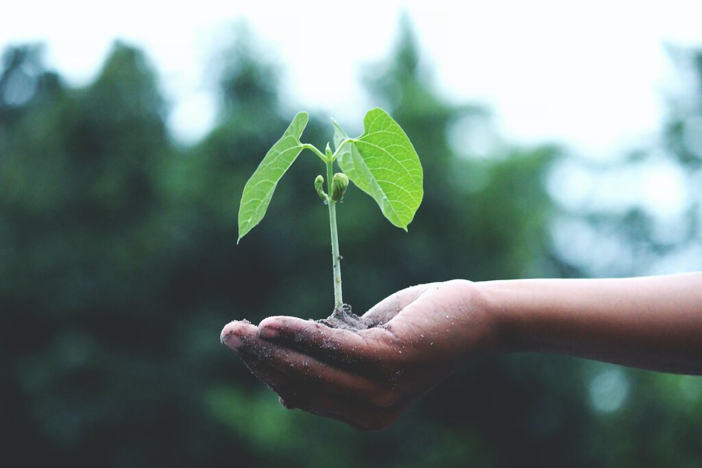 Plant a Tree Program