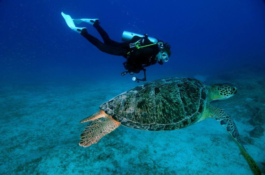 Swim with sea turtles