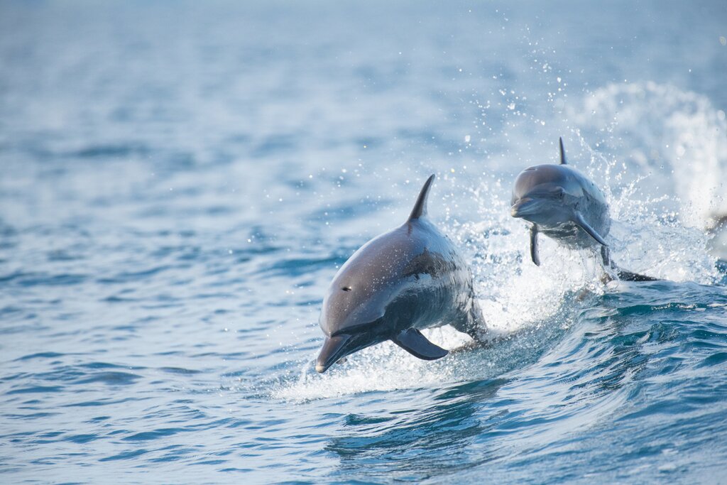 Spot playful dolphins on your catamaran tour in Manuel Antonio