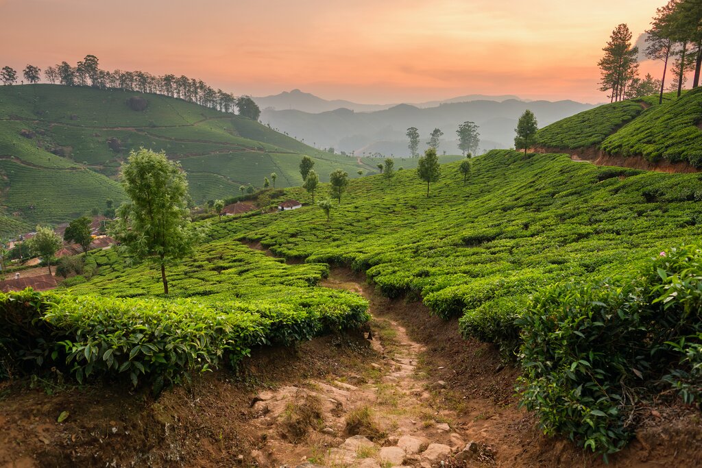 Tea garden of Munnar