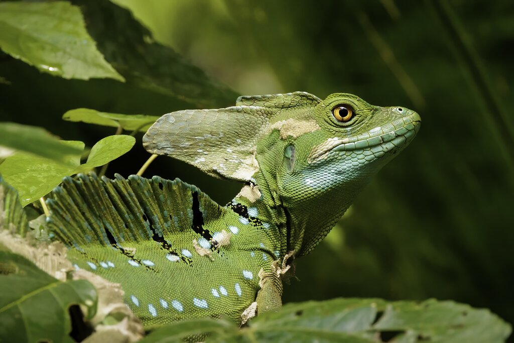 Common Basilisk