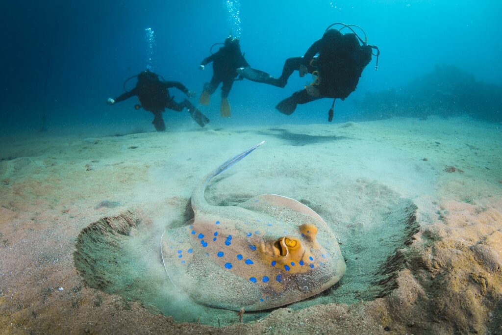 Diving excursion - Galapagos
