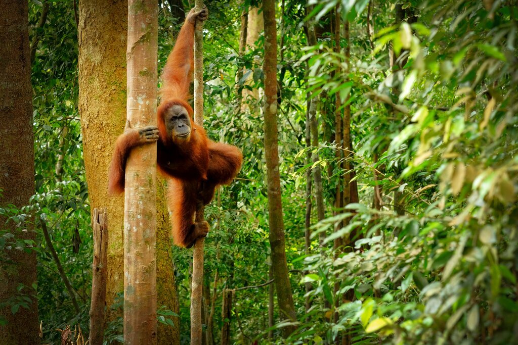 Sumatran orangutan swinging between trees