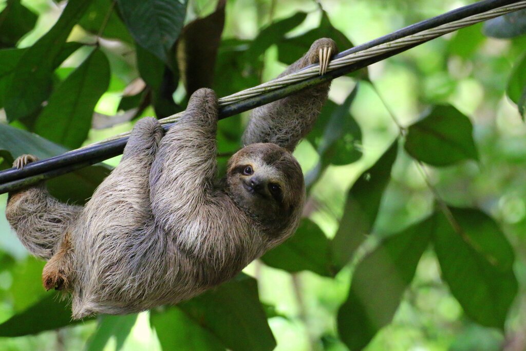 Costa Rica Sloth