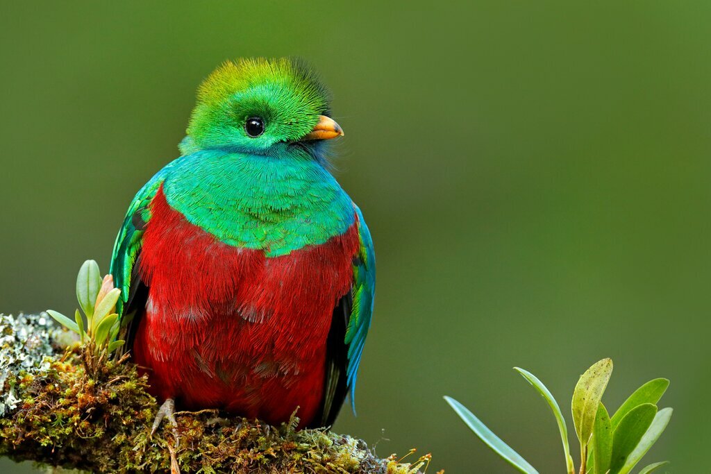 Baby resplendent Quetzal bird