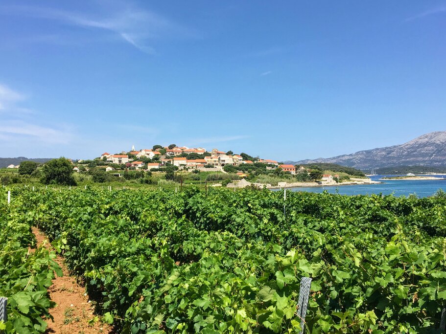 Grk grapes grow in the Lumbarda region