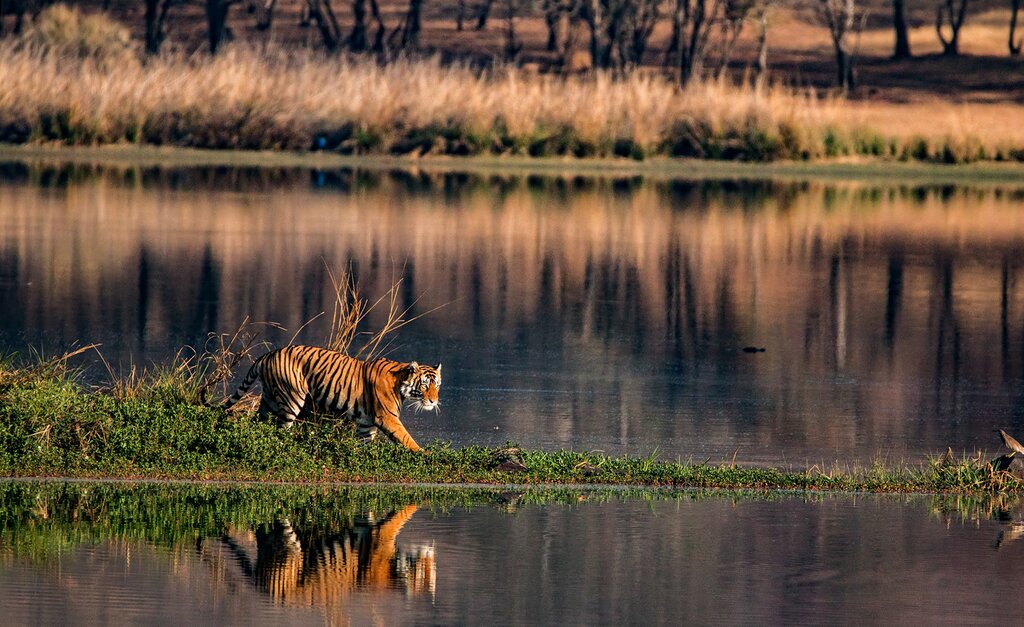 tiger
