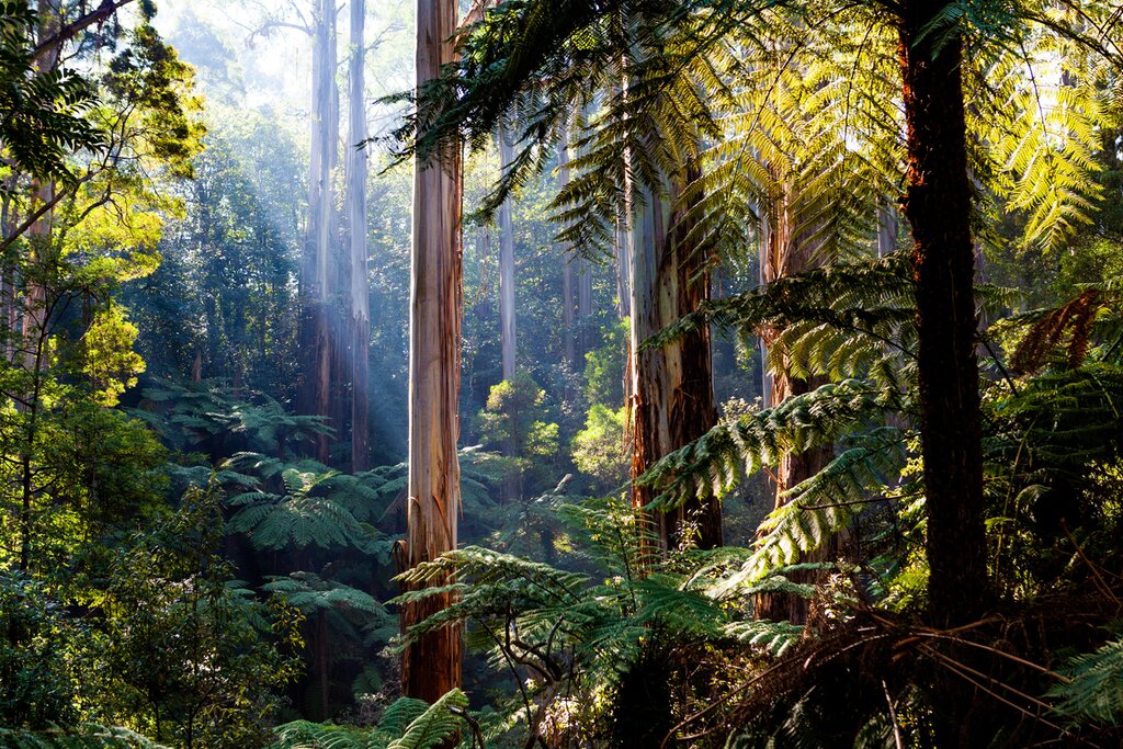 Daintree National Park