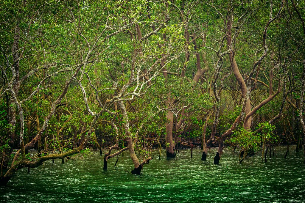 Sundarban Exploration