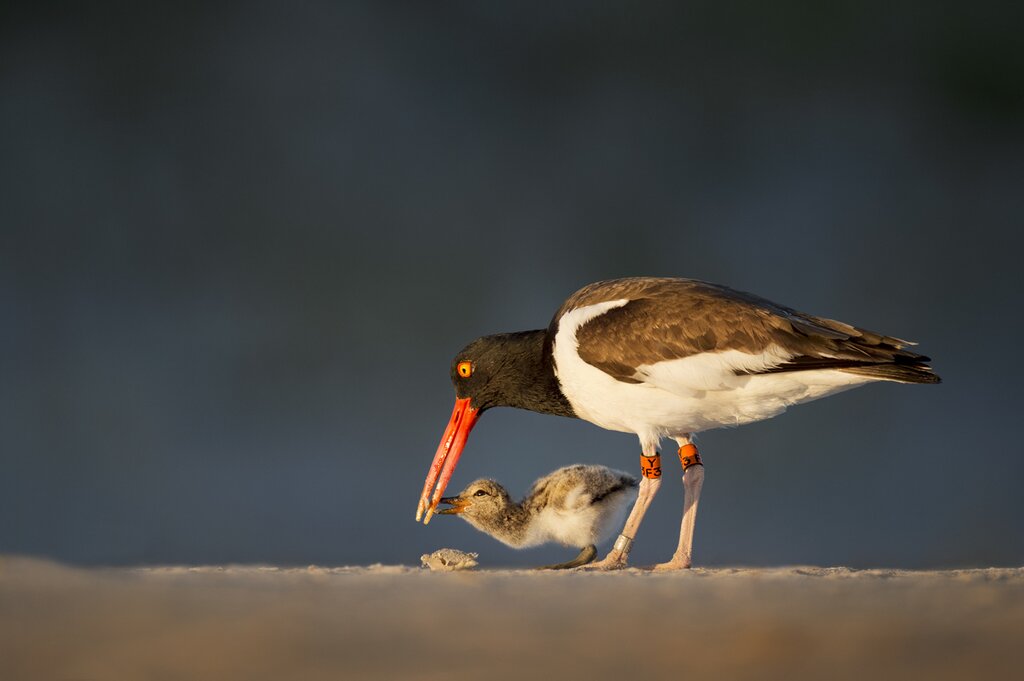 See if you can spot the American Oystercatcher along the Maipo River