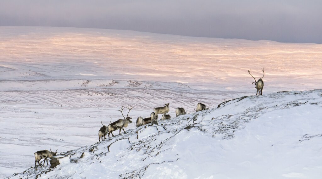 Wild reindeer in Iceland