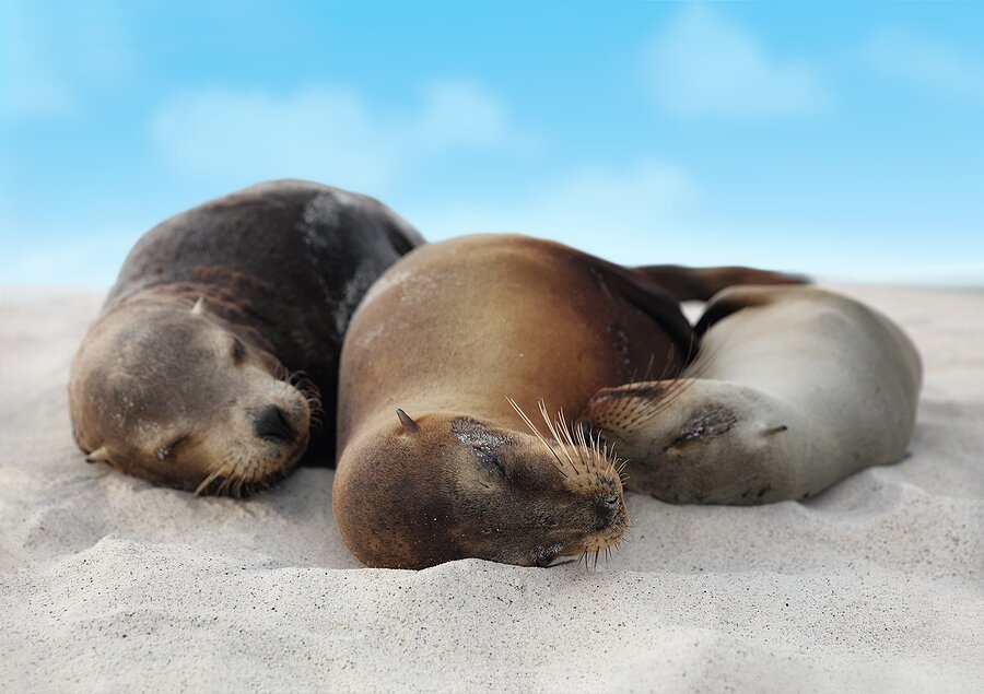 Meet friendly sea lions and snorkel with sea turtles on this family adventure in the Galápagos