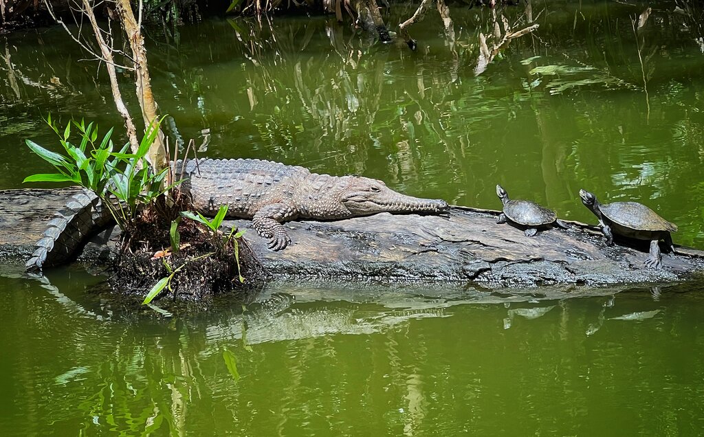 Hartley's Crocodile Adventure:  Afternoon admission and Zootastic 5 with return transfers.