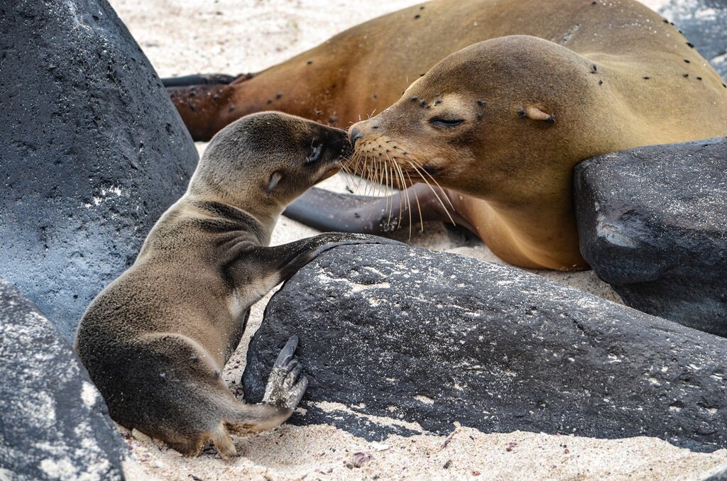 San Cristobal sea lion